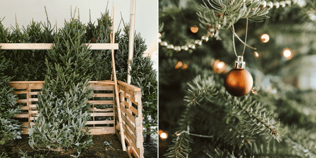 München Weihnachtsbaum kaufen, schlagen & mieten munichx